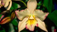 orchid_03.jpg
