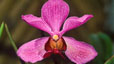 orchid_05.jpg