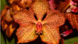 orchid_07.jpg