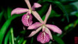 orchid_08.jpg