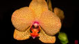 orchid_10.jpg