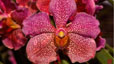 orchid_17.jpg