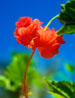 hawaii_vert_06.jpg