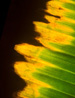 hawaii_vert_12.jpg